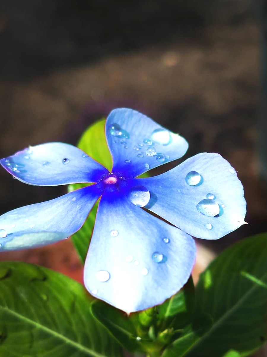 Sky blue periwinkle flower with water drops