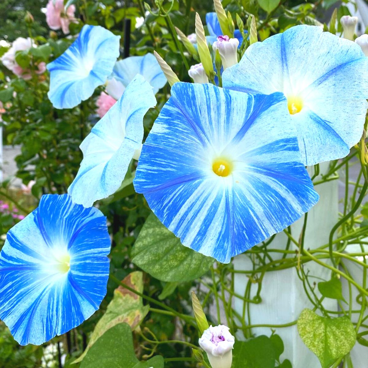 Sky blue morning glory flowers in a patio