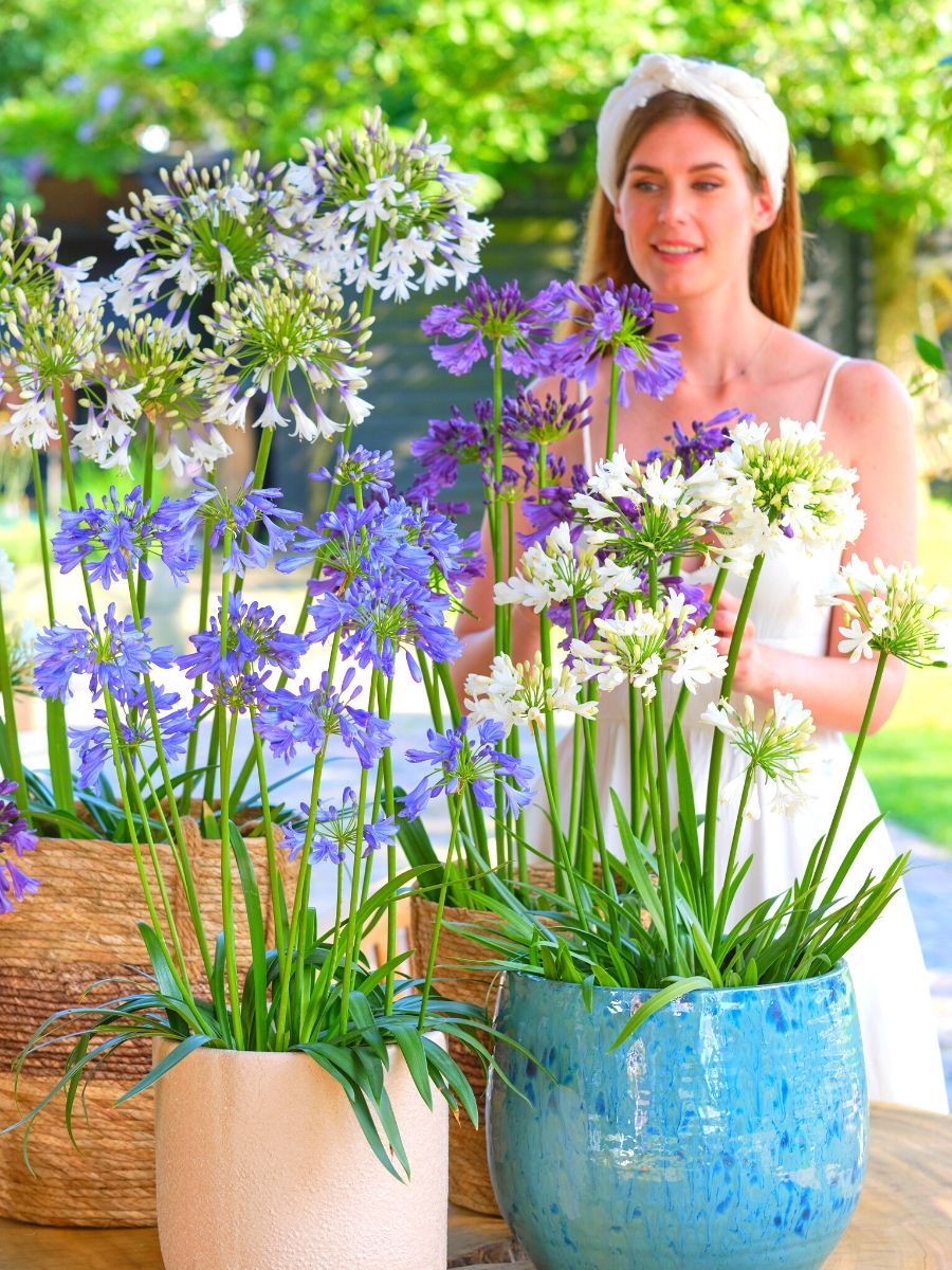 Sky Blue agapanthus with white and purple blooms