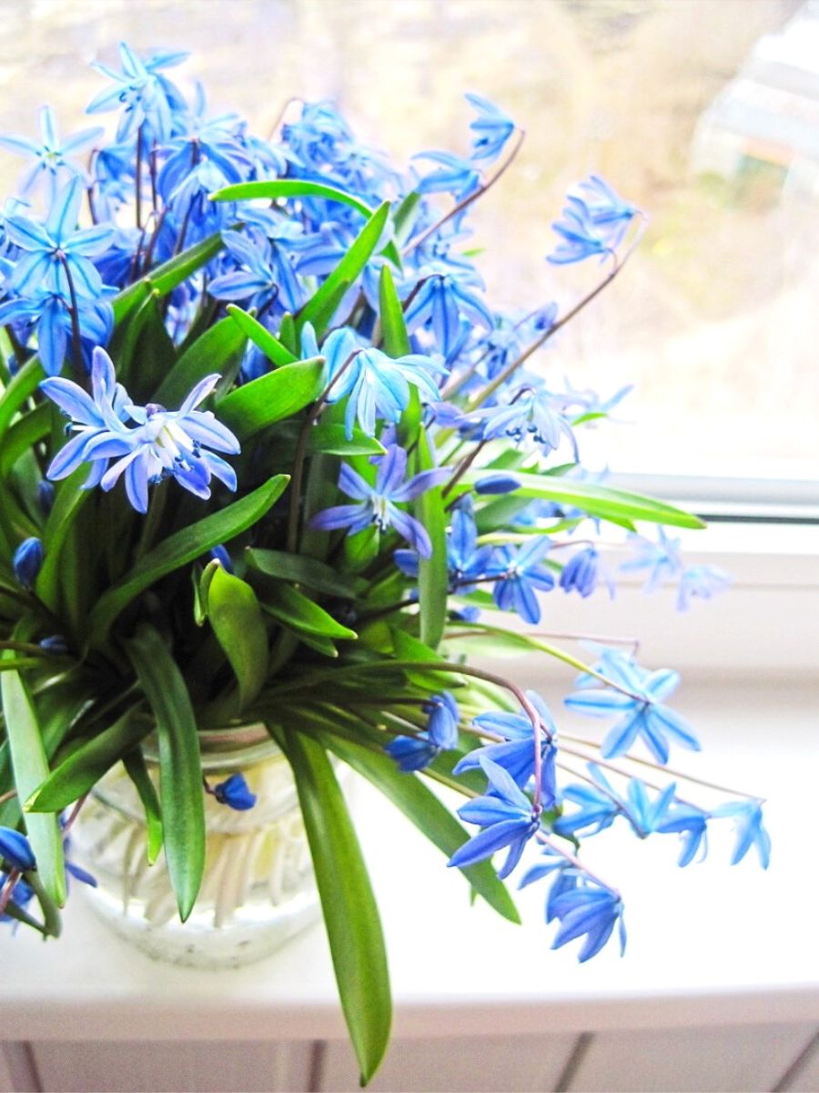Siberian squill sky blue flowers in a vase