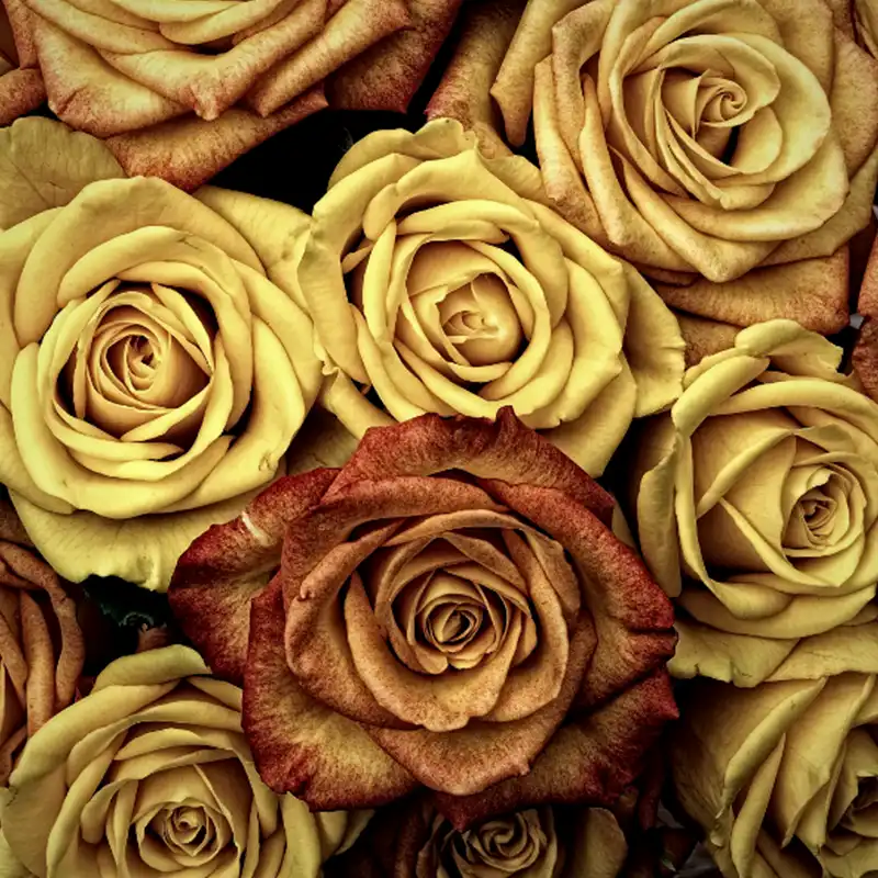 10 Roses That Fit into Your Scorched Earth Color Palette feature