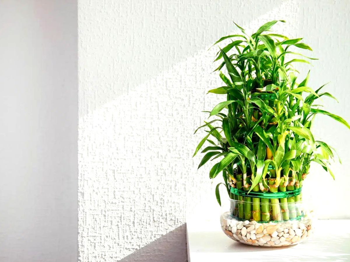 Lucky Bamboo as a Hydroponic Plant in vase