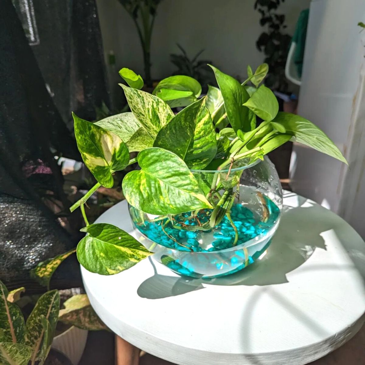 Pothos plant growing in water