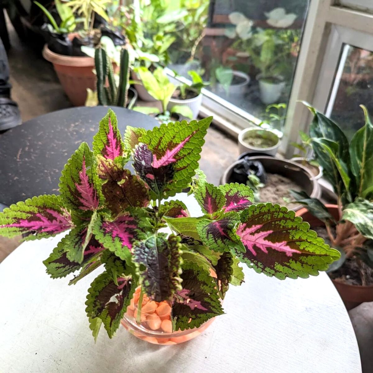 Coleus plants roots submerged in water