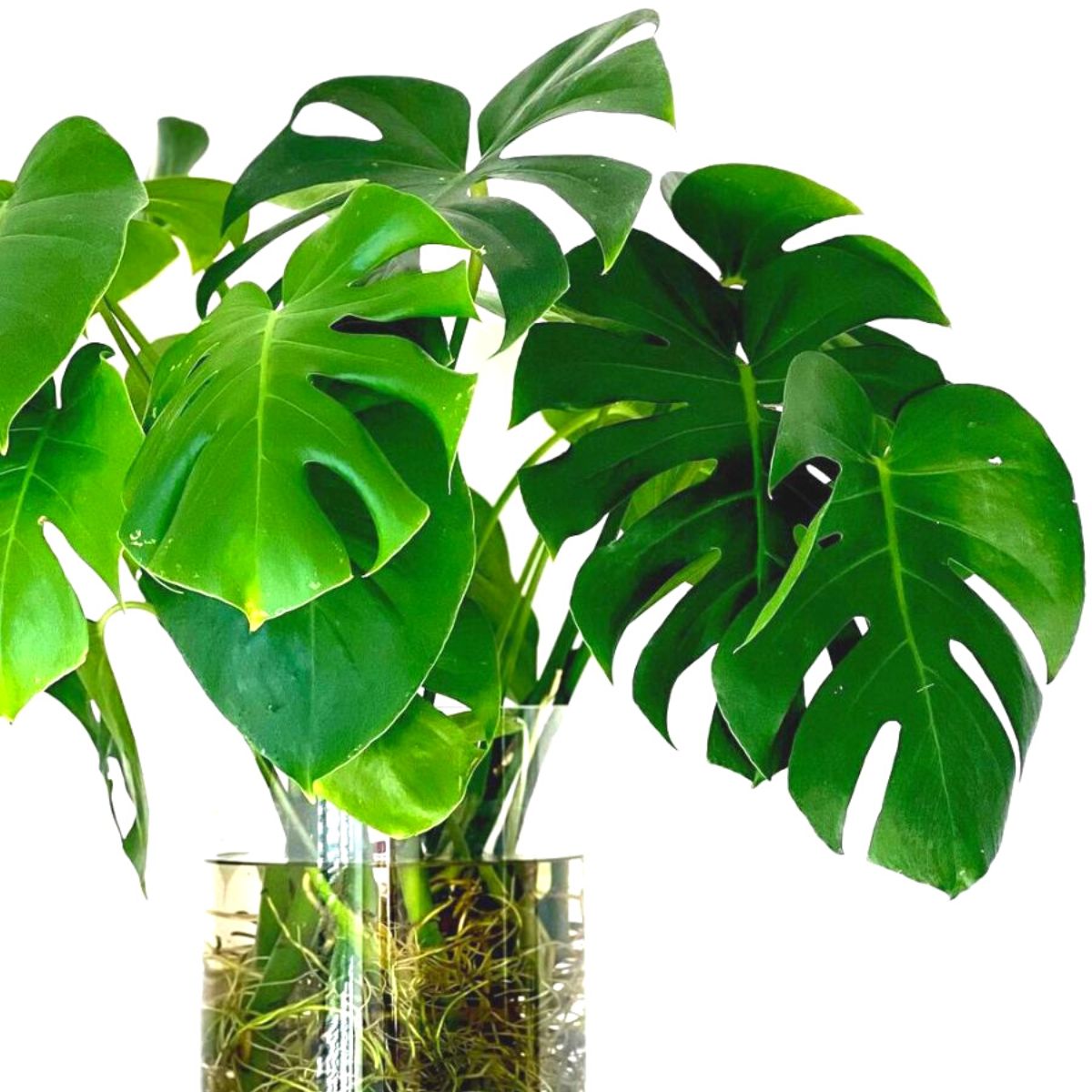 Monstera Swiss Cheese hydroponic plant