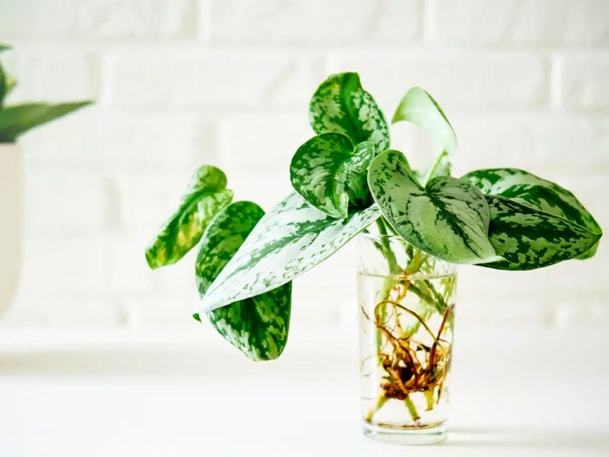 Satin Pothos grown in water