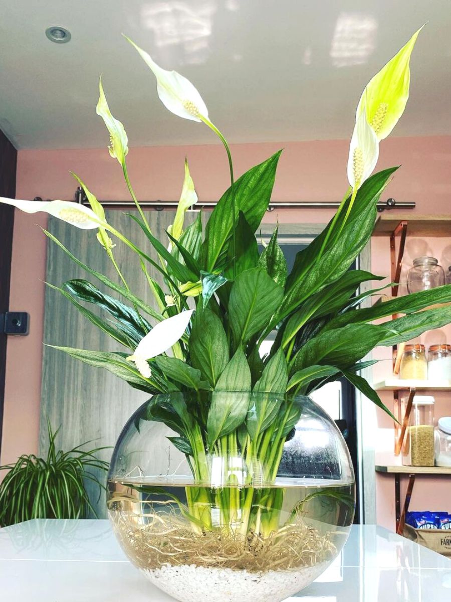 Hydroponic Peace Lily plant in water
