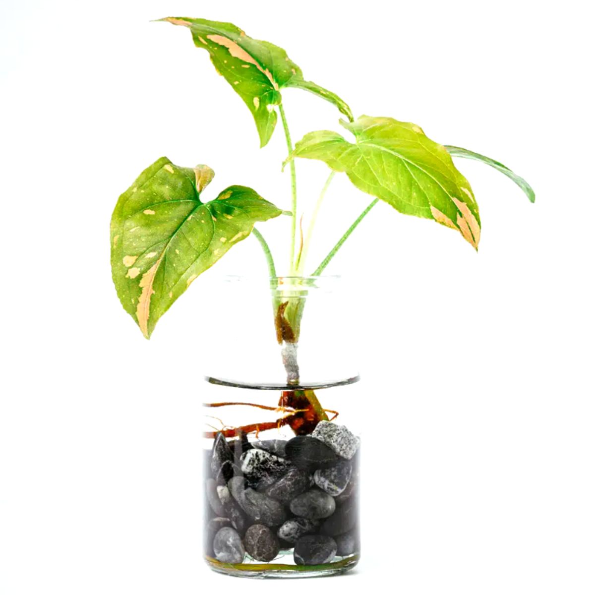 Arrow plant is one of the best hydroponic plant options