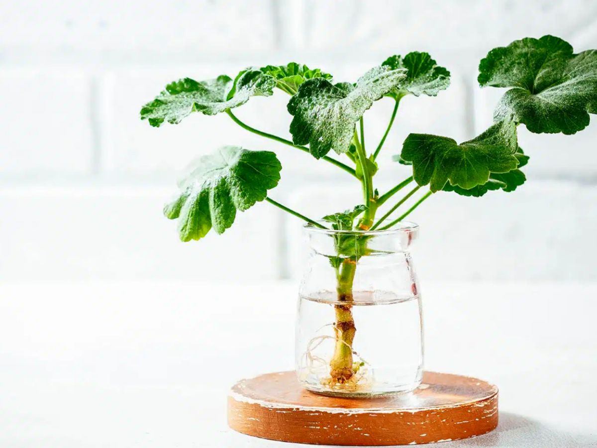 Geranium plant is a beginner hydroponic plant