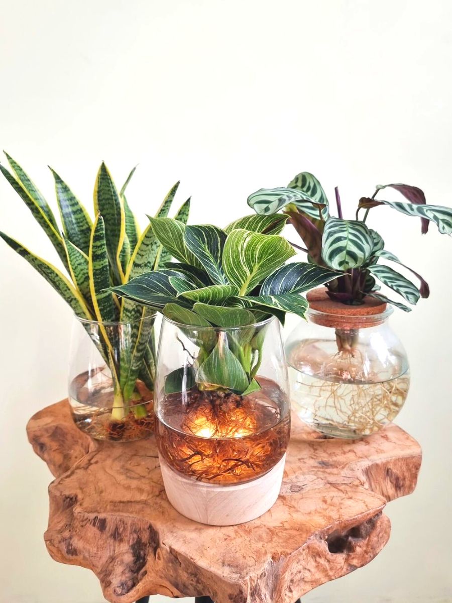 Fresh and Healthy Bathing Spaces: Ten Bathroom Plants That Absorb Moistu