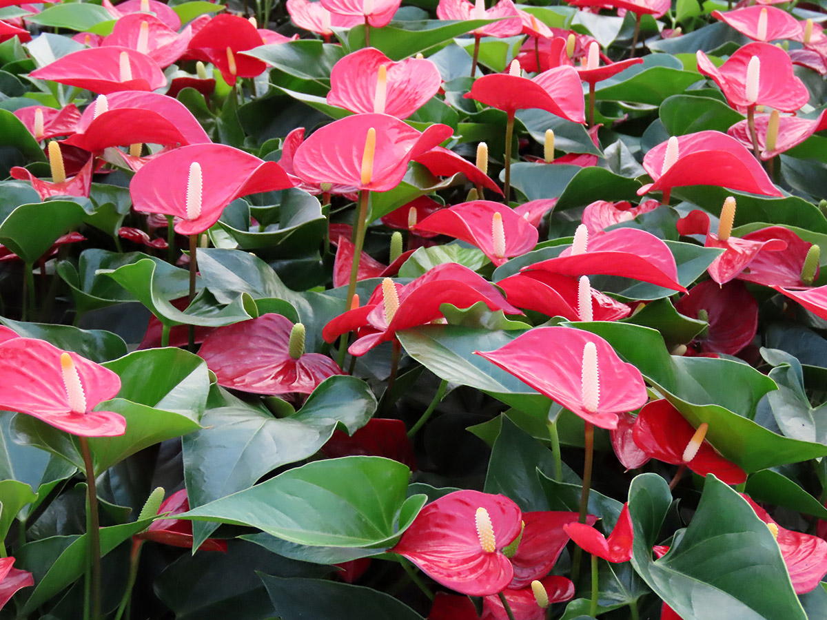 Anthurium Micra field HouwenPlant