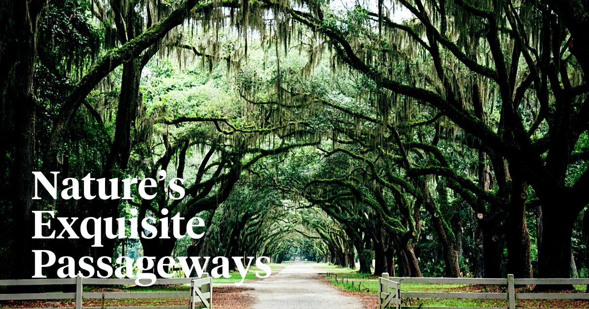 Nature’s Picturesque Beauty Showcased Through These Beautiful Tree Tunnels