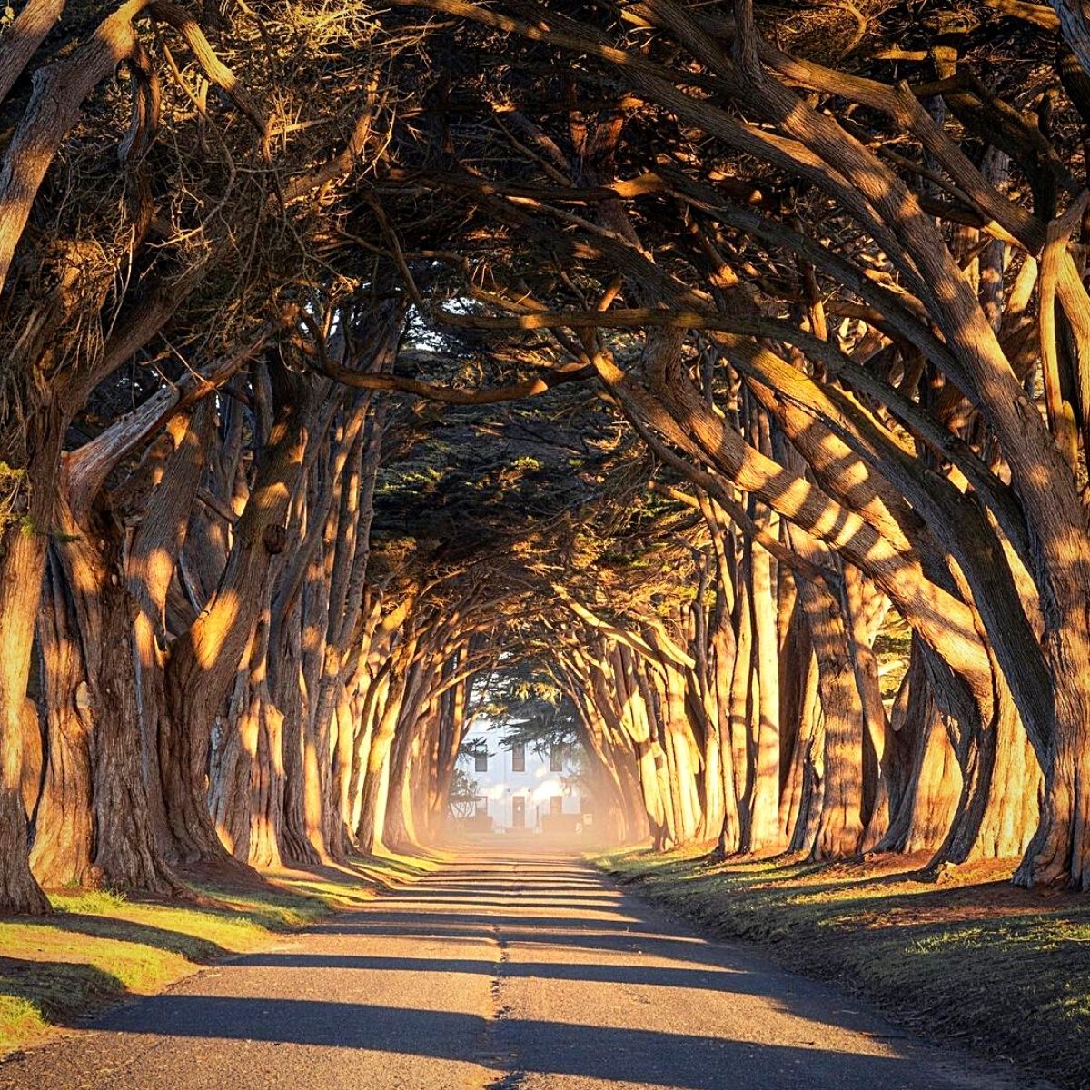 World’s Most Beautiful Tree Tunnels