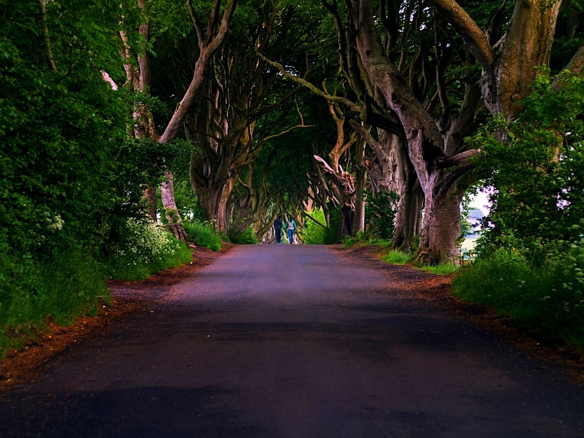 World’s Most Beautiful Tree Tunnels