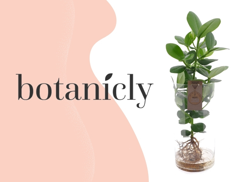 Clusia is the Perfect Hydroponic Houseplant buy at Botanicly