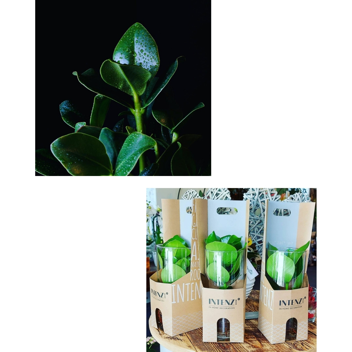 Clusia is the Perfect Hydroponic Houseplant Intenz