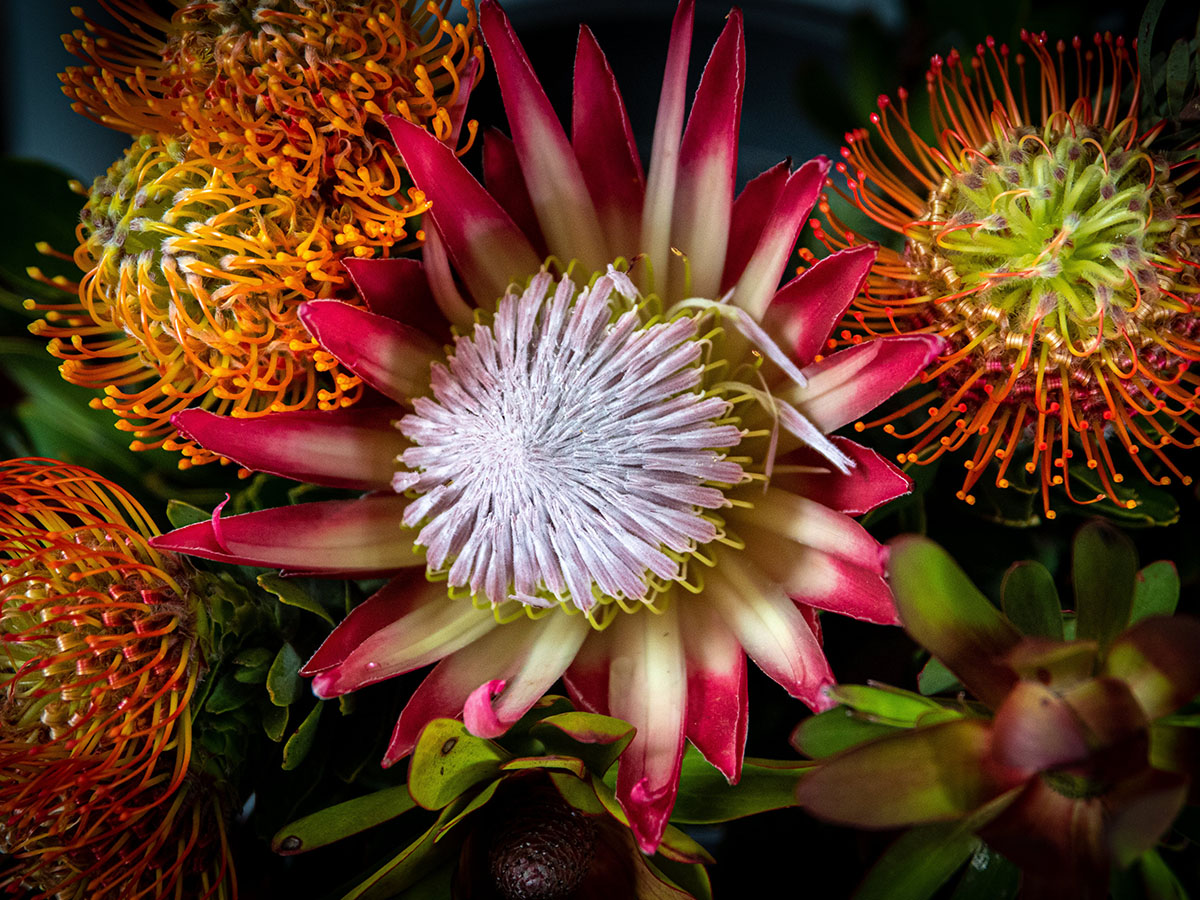 Yellow and red nutans with red protea