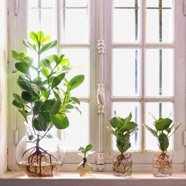 Thursd Feature Clusia is the Perfect Hydroponic Houseplant