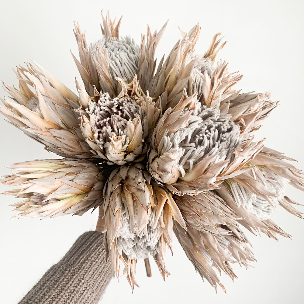 Dried King Protea by cactusmoon