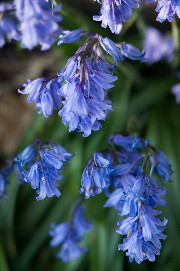 9 Spring Bulbs You Can Plant in Your Garden This Fall Bluebells