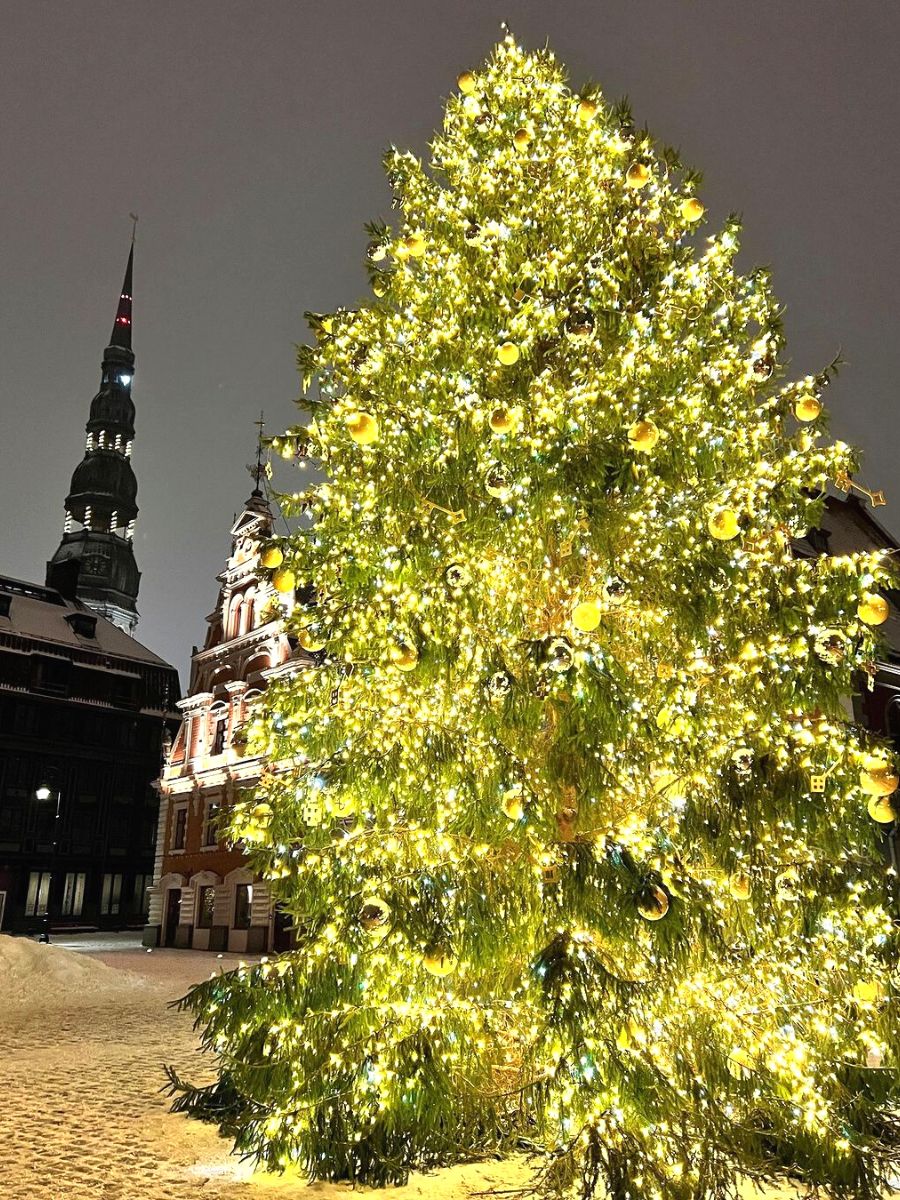 Riga Latvia has one of the most beautiful Christmas trees