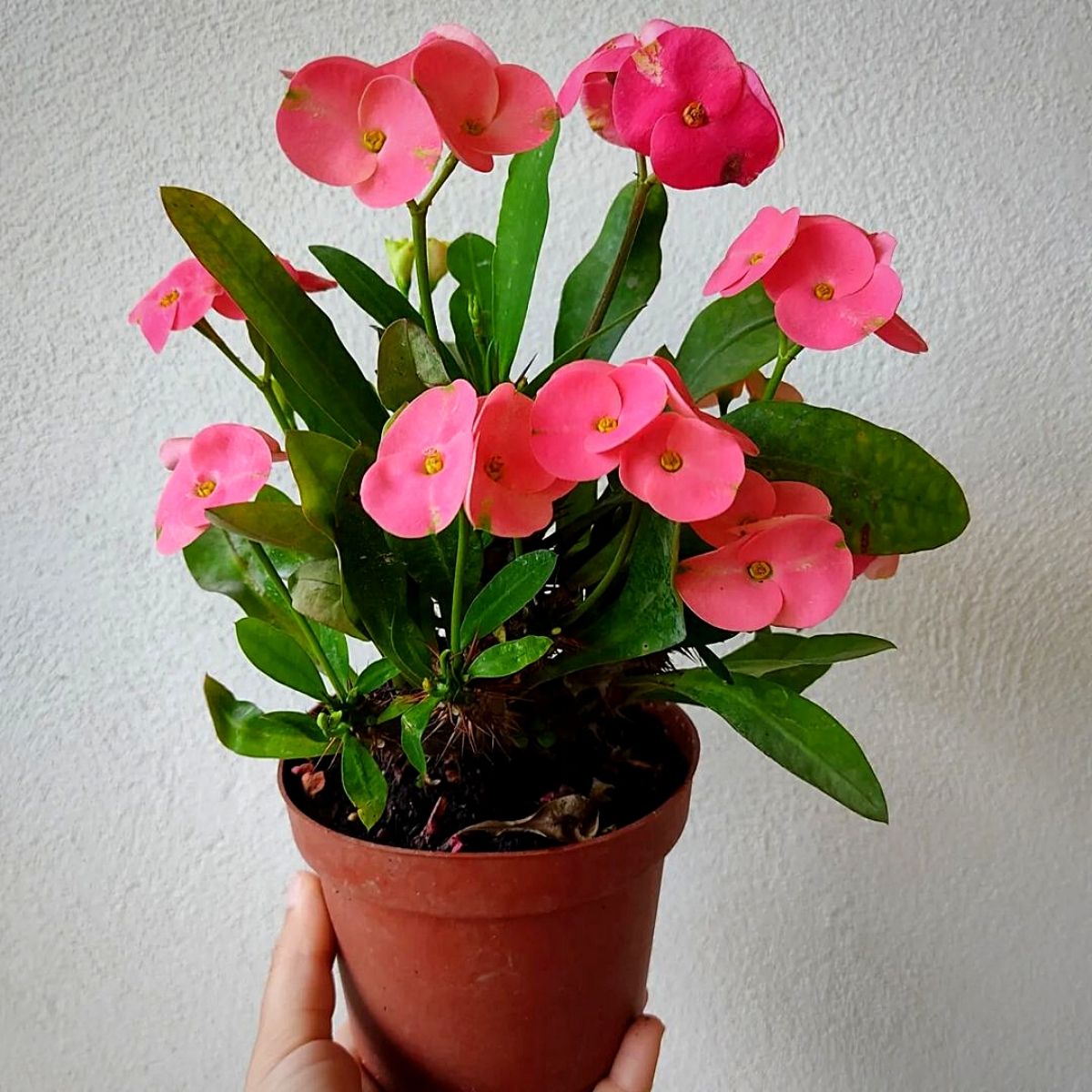 Common Varieties of Euphorbia Plants and How to Grow and Care For Them