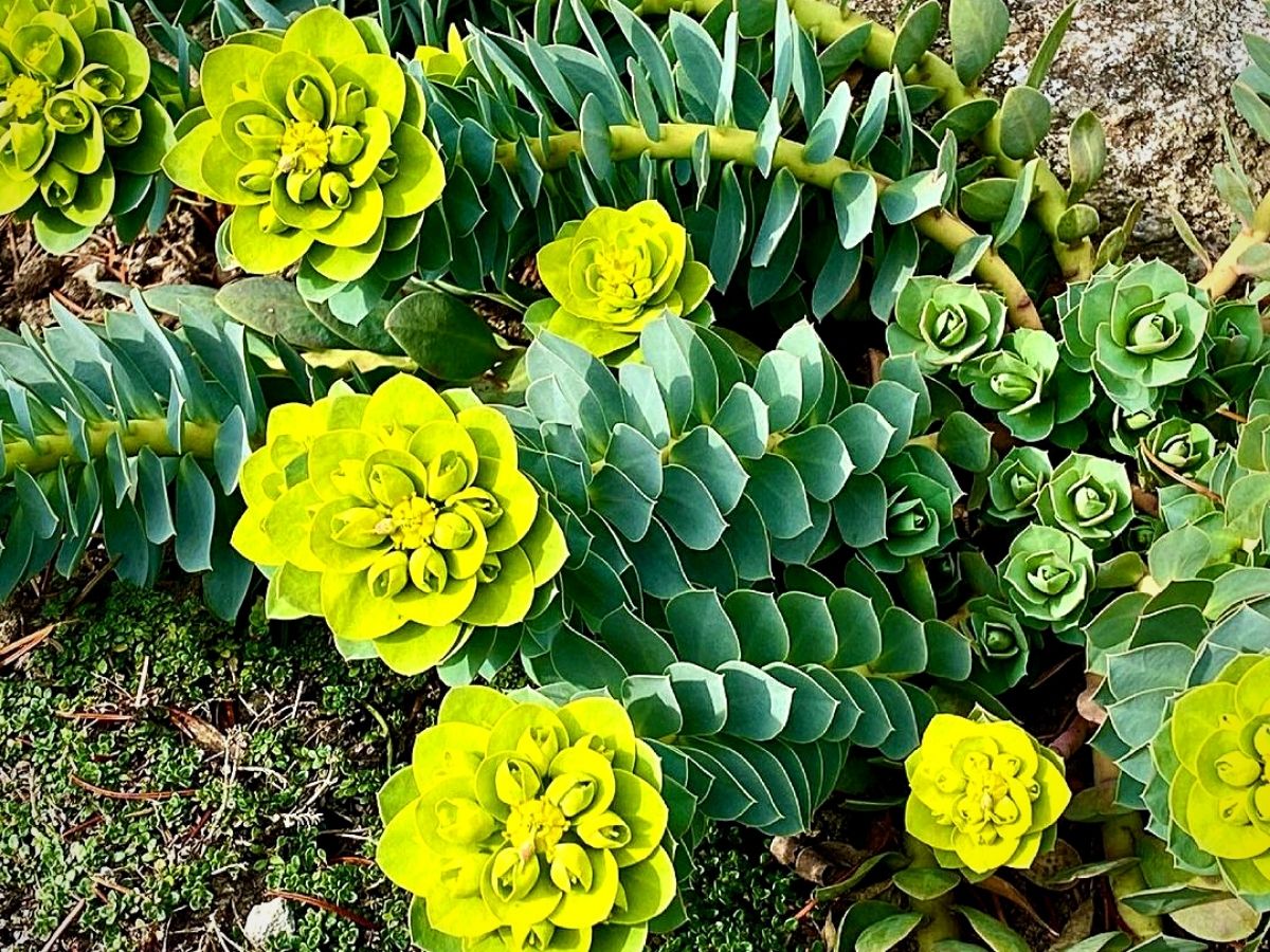 Common Varieties of Euphorbia Plants and How to Grow and Care For Them