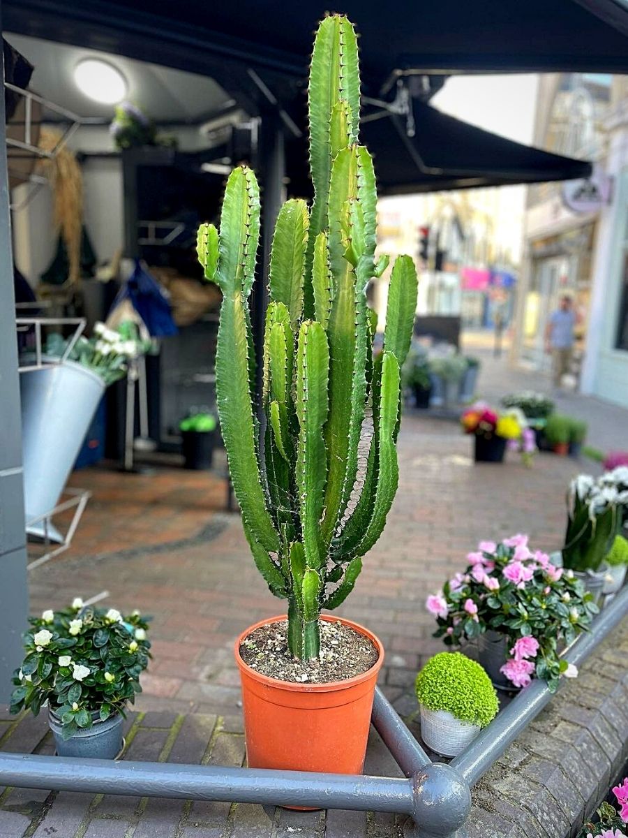 Cactus Euphorbia