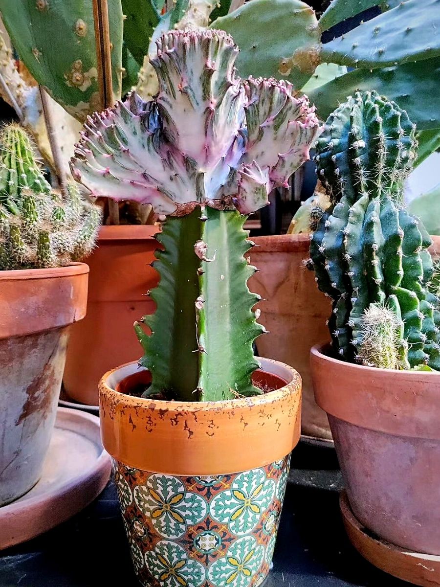 Cactus Euphorbia