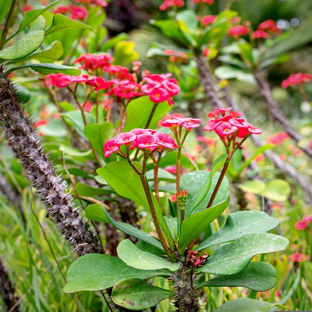 Common Varieties of Euphorbia Plants and How to Grow and Care For Them