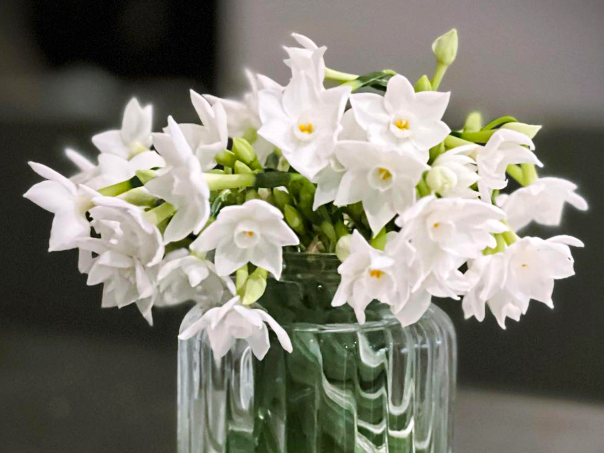 Narcissus Paperwhite by flowertothepeopleig