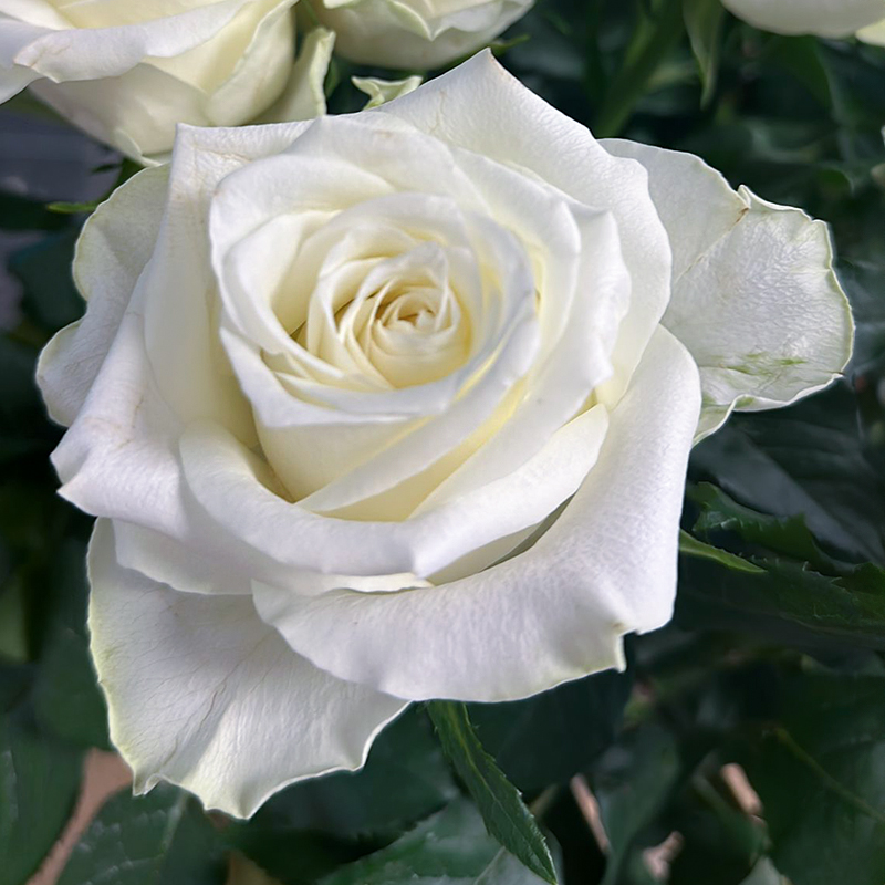 Rose Mont Royal white Bloom