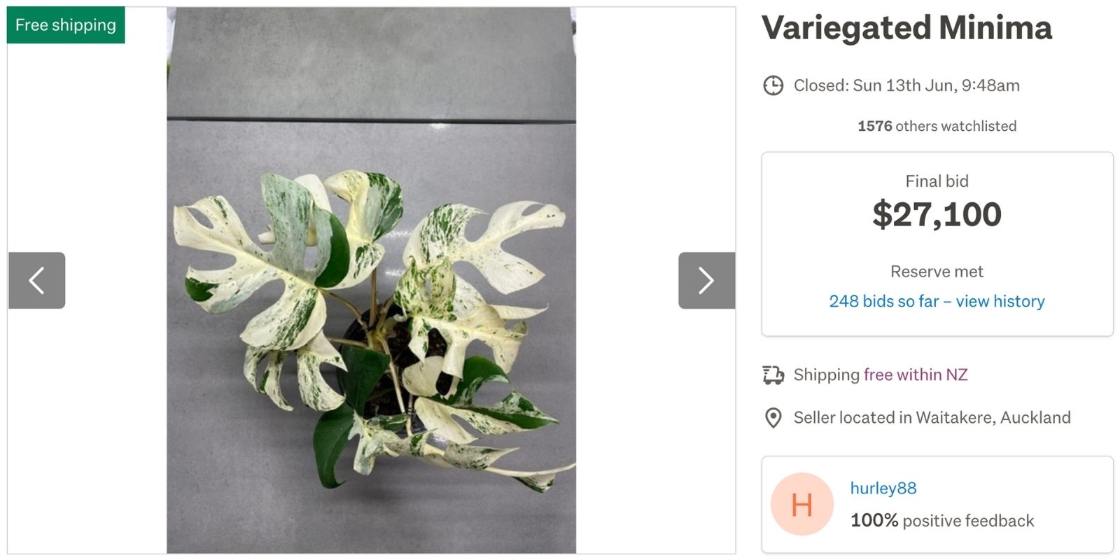 Variegated Monstera Minima (Rhaphidophora Tetrasperma) for sale