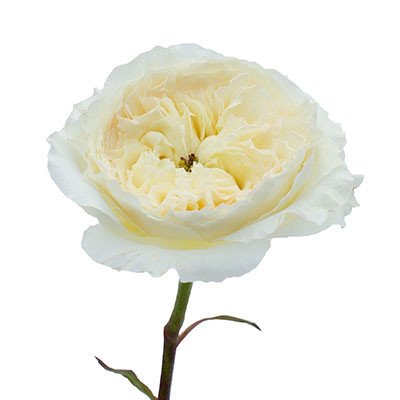 Rose Patience cut flower on Thursd profile