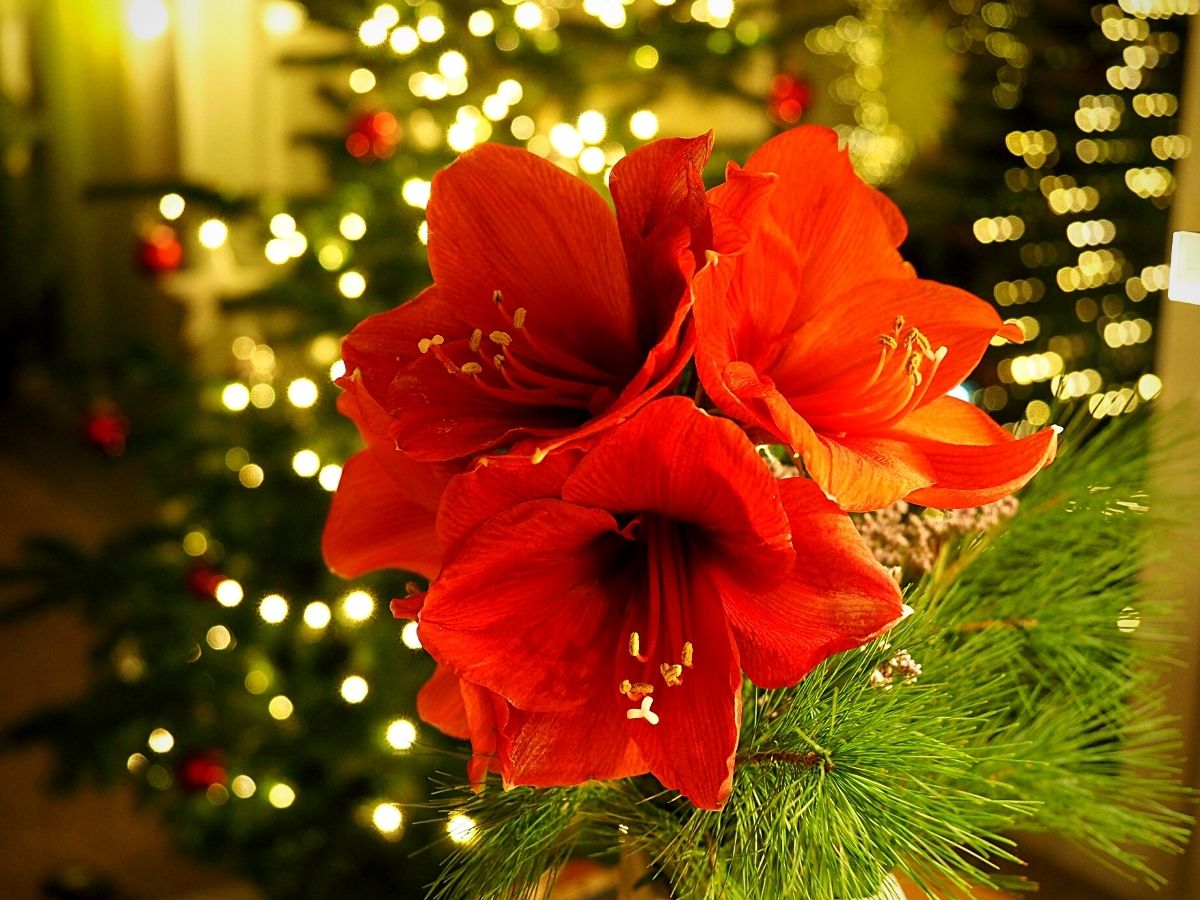 Uniqueness of Amaryllis for the Christmas Season
