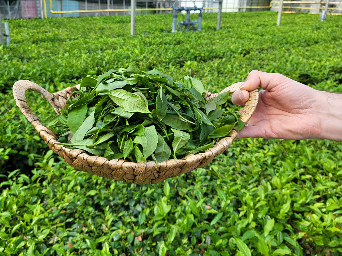 Basket with fresh tea leaves