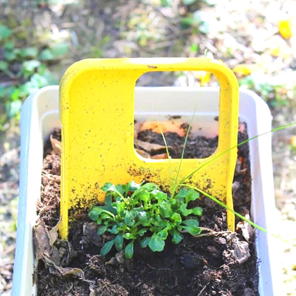 Compostable cover planted in soil