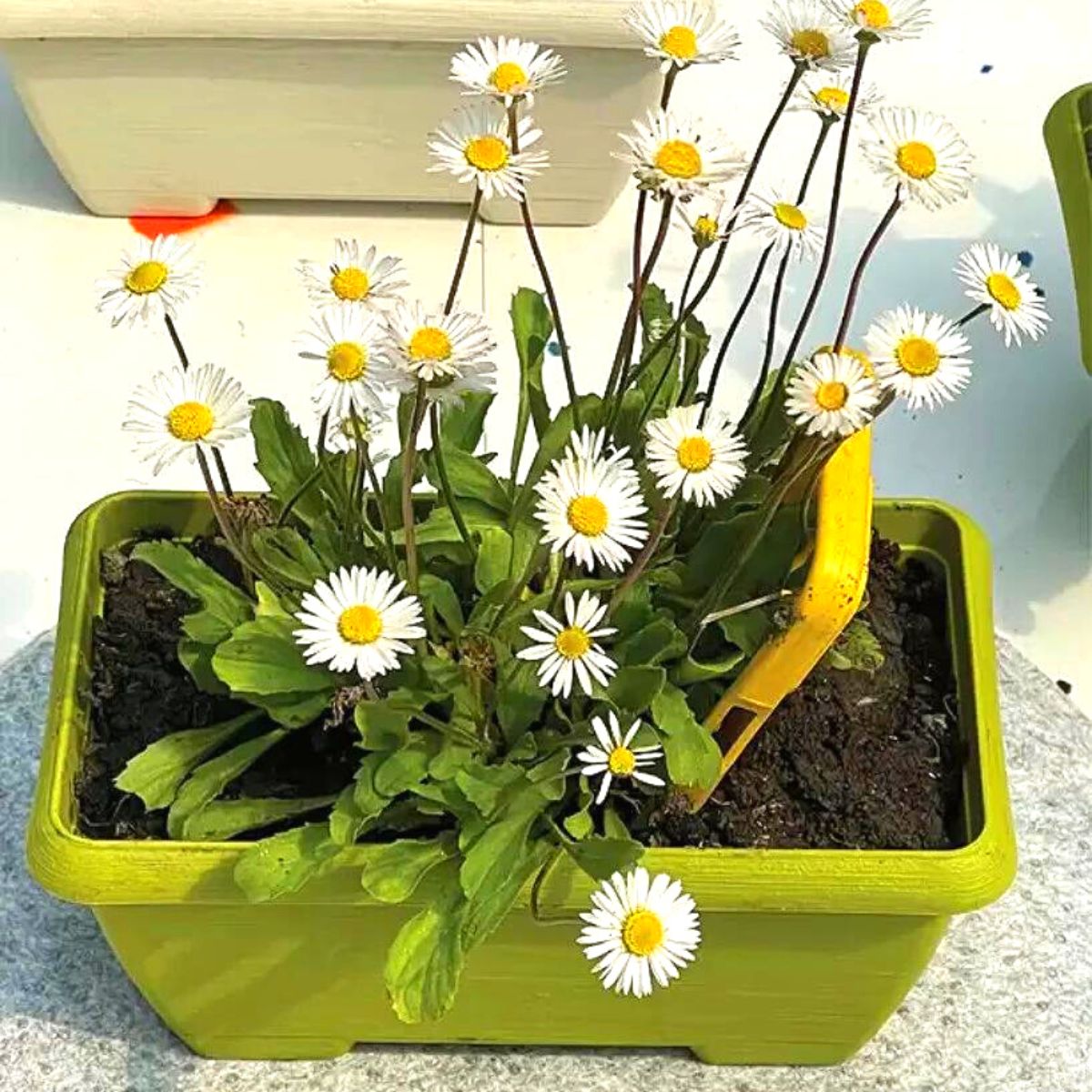 Daisies fully sprouted and grown using the iGreen cover