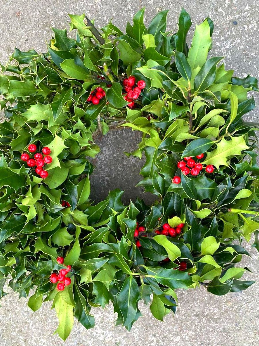 Christmas wreaths using holly plants