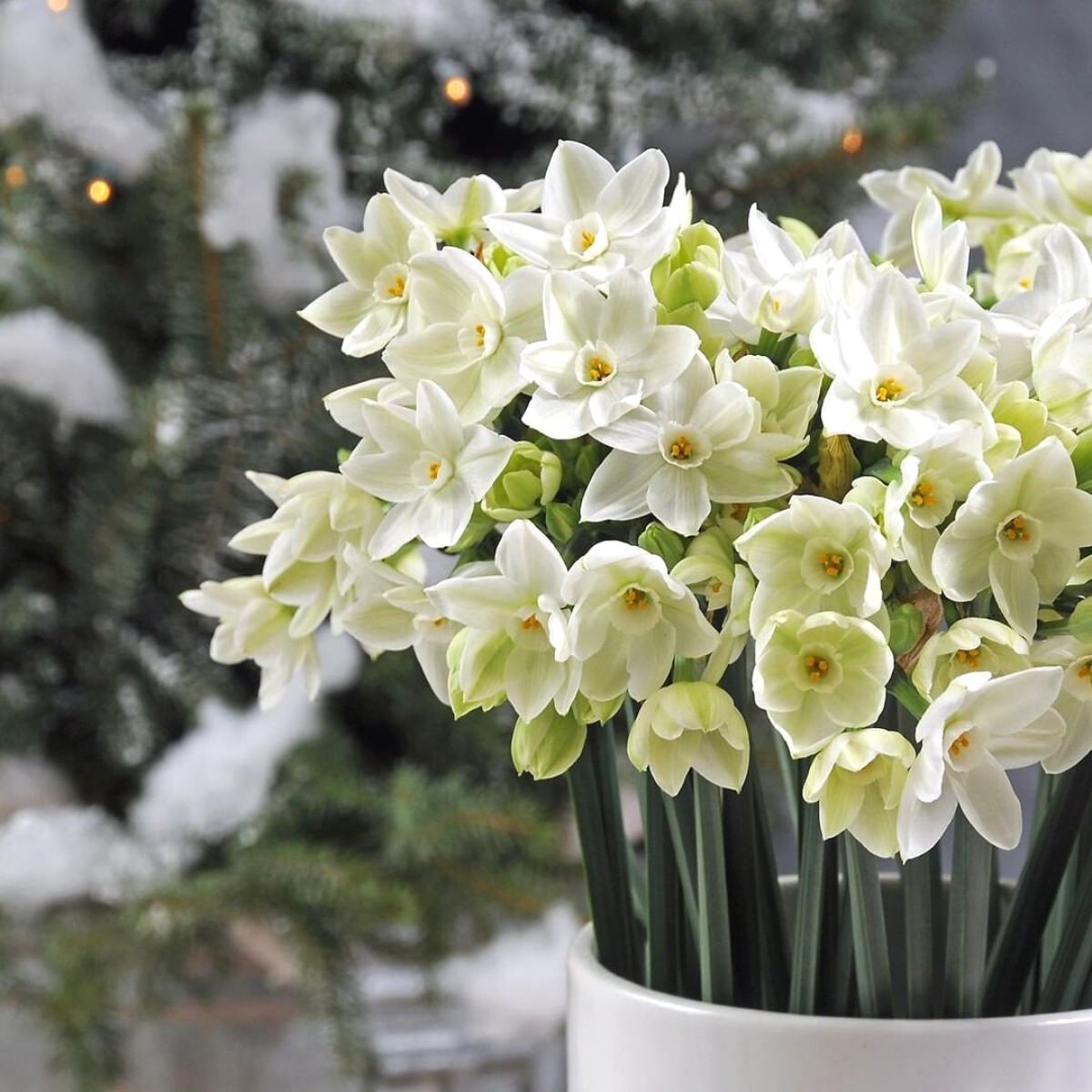 Narcissus paperwhite flowers for Christmas