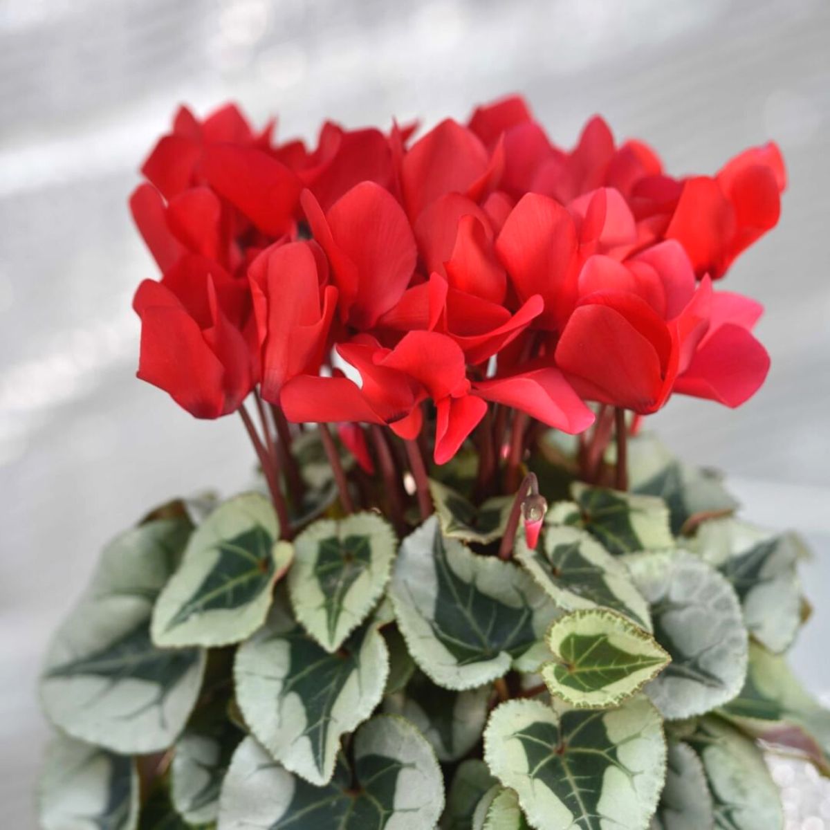 Red cyclamen flowers for the holidays