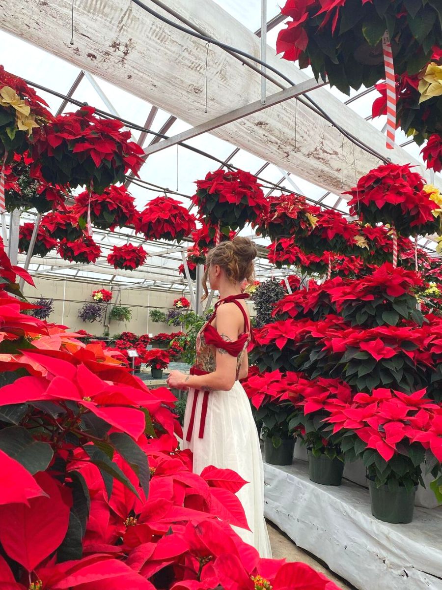 The official Christmas flower is the poinsettia