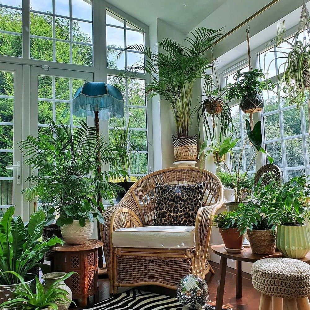 Plants for interior design