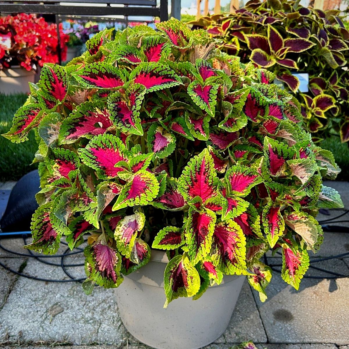 Plants With Red and Green Leaves 