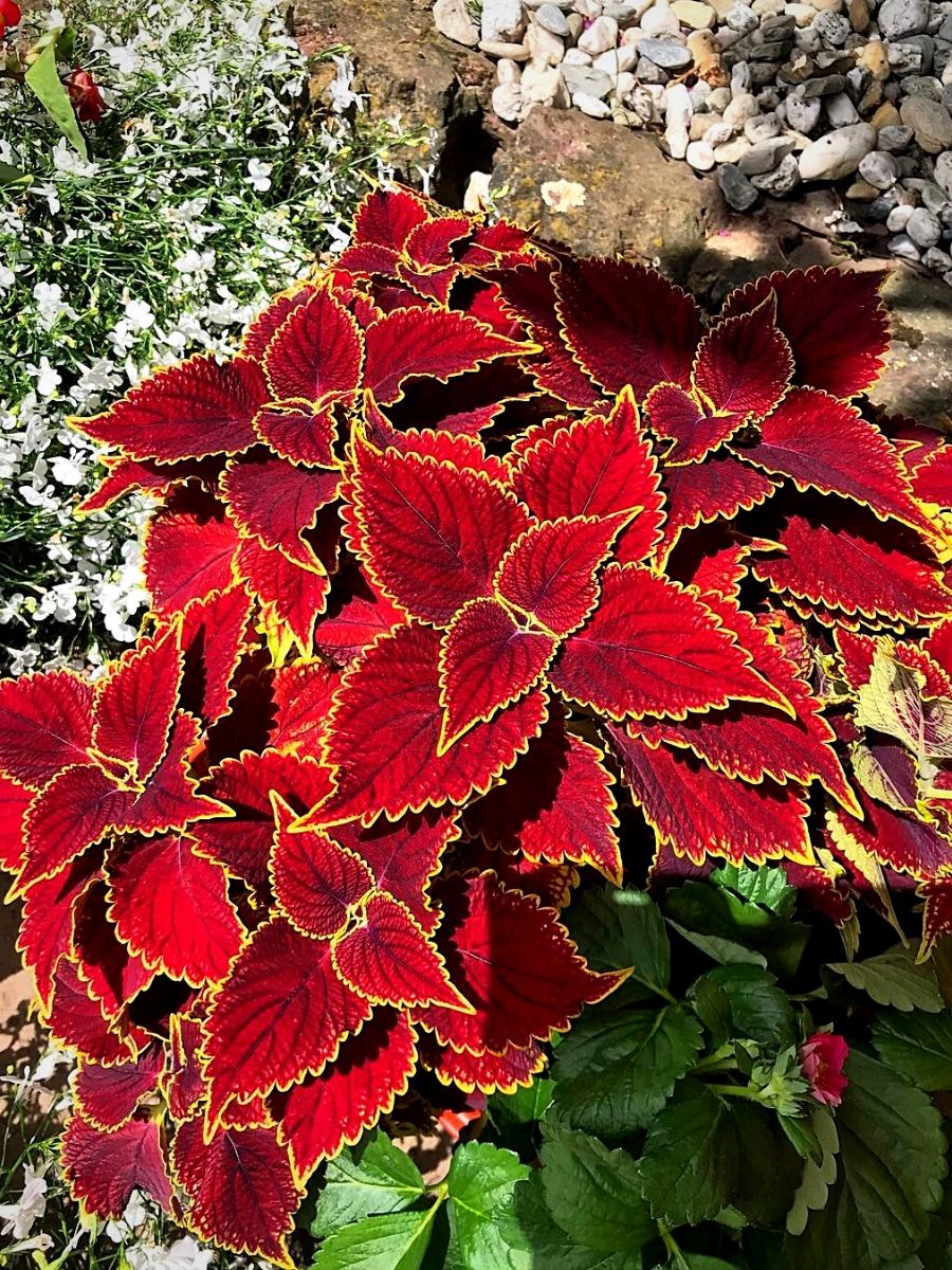 Plants With Red and Green Leaves 