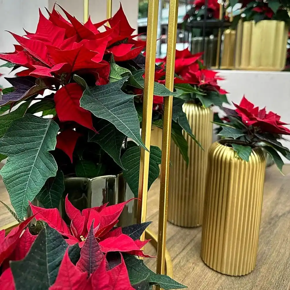 The Beauty of Plants With Red and Green Leaves for a Festive Ambiance