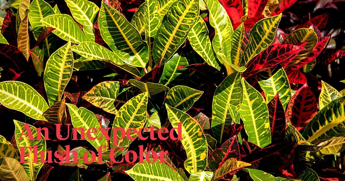The Beauty of Plants With Red and Green Leaves for a Festive Ambiance