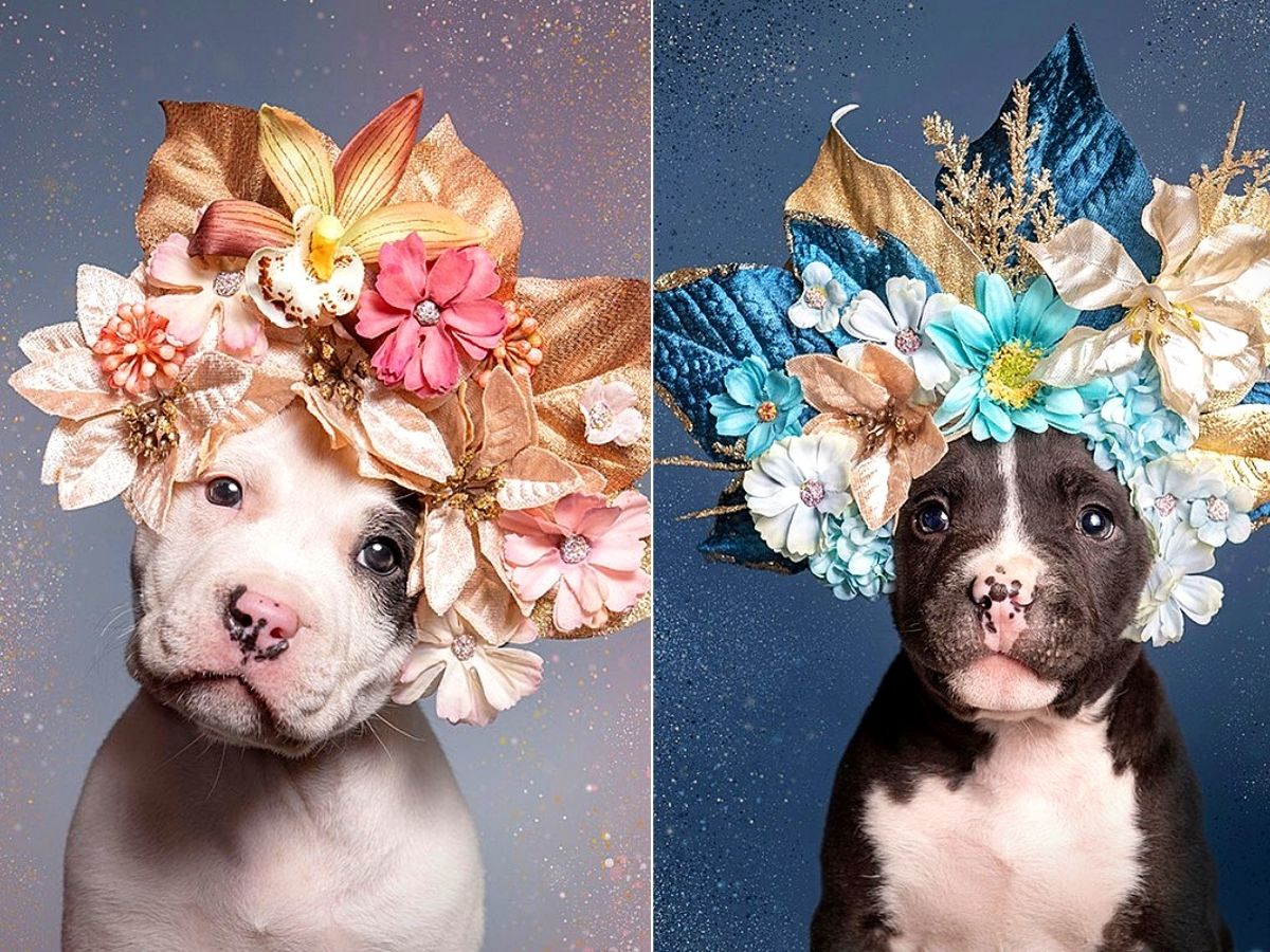 Sophie Gamand's Pitties and Flower Power, Pit Bulls of the Revolution