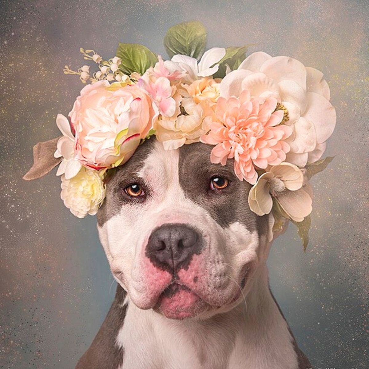 Sophie Gamand's Pitties and Flower Power, Pit Bulls of the Revolution
