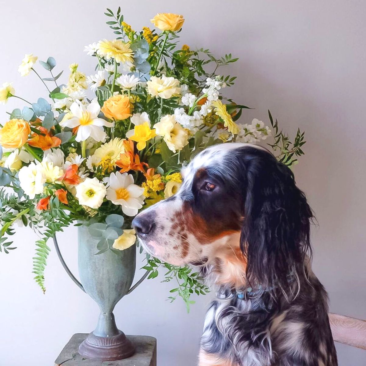 TJ McGrath's dog Chaucer with flowers
